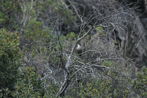 Crag Chilia (Ochetorhynchus melanurus), photo 9