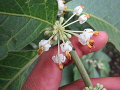 Lycianthes radiata