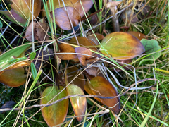 Parnassia glauca