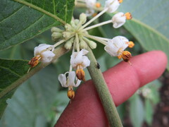 Lycianthes radiata