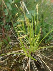 Carex capillaris fuscidula