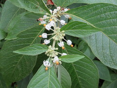 Lycianthes radiata