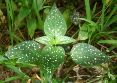 Hypoestes phyllostachya