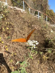 Dryas iulia moderata