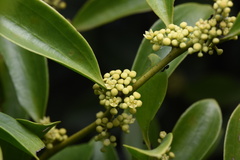 Dendrotrophe varians