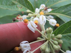 Lycianthes radiata