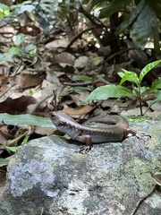 Silvascincus murrayi