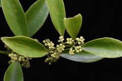 Dendrotrophe varians