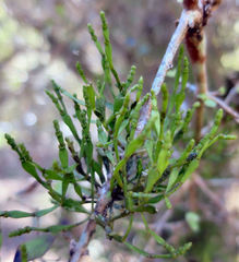 Korthalsella clavata