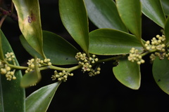 Dendrotrophe varians