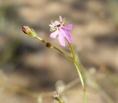 Stylidium pachyrrhizum