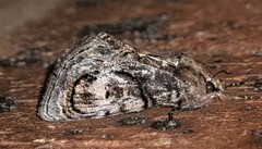 Zalissa catocalina