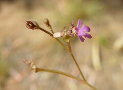 Stylidium pachyrrhizum