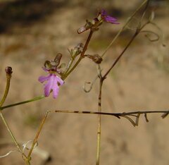 Stylidium pachyrrhizum