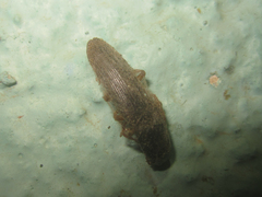 Conoderus semimarginatus