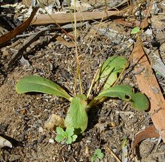 Stylidium pachyrrhizum