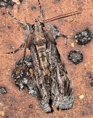 Zalissa catocalina