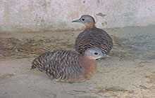 Variegated Tinamou photo 2