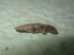 Conoderus semimarginatus