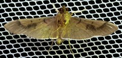 Omiodes barcalis