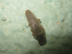 Conoderus semimarginatus