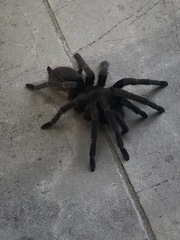 Theraphosinae