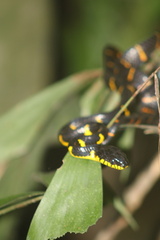 Boiga melanota