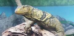 Varanus olivaceus