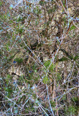 Korthalsella clavata