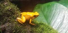 Phyllobates terribilis