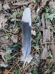 Streptopelia chinensis