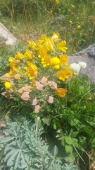 Tropaeolum polyphyllum