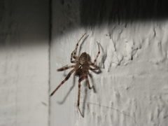 Araneidae