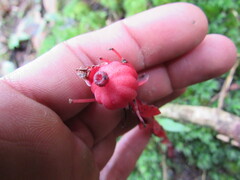 Monotropa coccinea