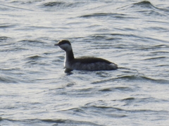 Podiceps auritus