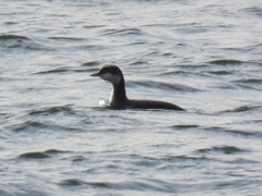 Podiceps auritus