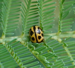 Peltoschema oceanicum