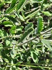 Teucrium canum