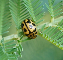 Peltoschema oceanicum
