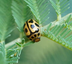 Peltoschema oceanicum