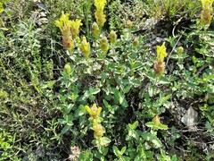 Scutellaria orientalis