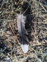 Streptopelia chinensis