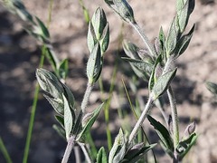 Teucrium canum