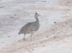 Quebracho Crested Tinamou photo 1
