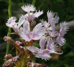 Stylidium laciniatum