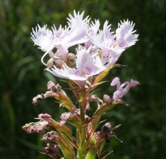 Stylidium laciniatum