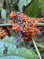 Urera chlorocarpa