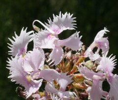 Stylidium laciniatum