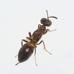 Eupelmus vesicularis