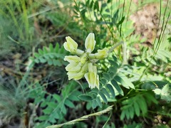 Oxytropis pilosa